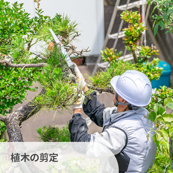 植木の剪定